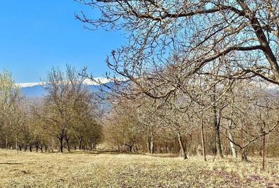 Casă cu Teren 2500 Mp în Central - 1