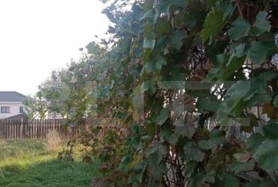 Vila individuala in Dumbravita, zona Lac-padure - 14