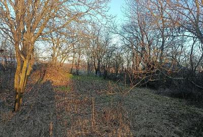 Casă cu Teren 3060 Mp în Dragomirești - 3