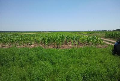 Teren de 3600 mp, în Moara Vlăsiei - 3