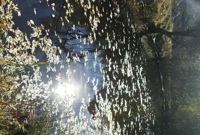 Casă cu 3 camere cu Teren 140000 Mp în Preluca Nouă - 1