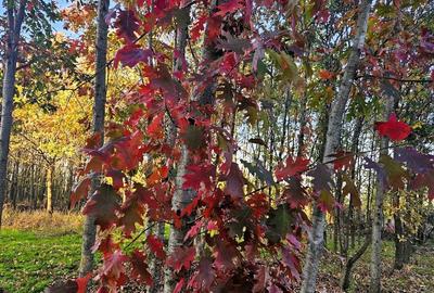 Gradina urbana pentru recreere - Baneasa - 7