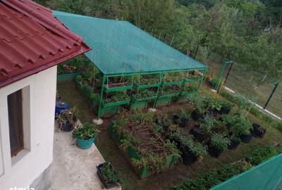 Casă cu 5 camere cu Teren 1500 Mp în Drajna - 12