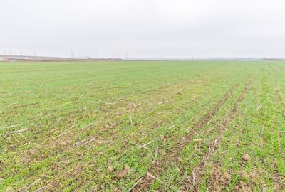 CERNICA - POSTA - TEREN INTRAVILAN CONSTRUCTII 15000 MP! - 11