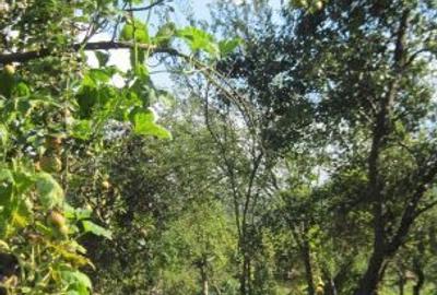 Casă cu 3 camere cu Canalizare în Baia de Aramă - 2