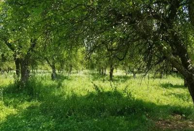 Teren de 5000 mp, în Mușcel - 2
