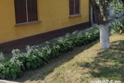 Vand casa in Faget Timis Vand casa in Faget Timis - 2