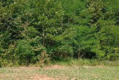 Teren de 1084 mp, în Bejan - 4