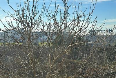 Garsonieră semidecomandată în Șagului - 13