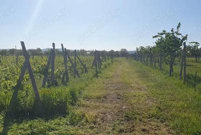Teren de 2000 mp, în Dumbrăveni - 6
