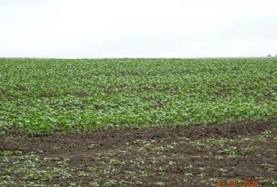 Teren cota parte 1/4, Saraiu, ID: R2684294 - 7