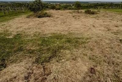 Teren de 6500 mp, în Ardud - 2