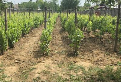 Teren de 1000 mp, în Valea Călugărească - 1