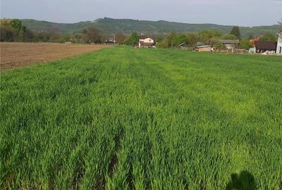 Teren de 2450 mp, în Băiculești - 5