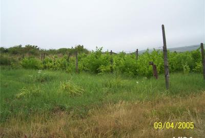 Teren de 3000 mp, în Dealuri Oradea - 4