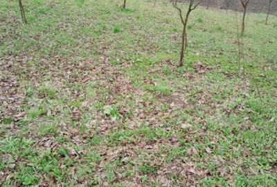 Teren intravilan de vanzare in Calarasi langa Turda! - 4