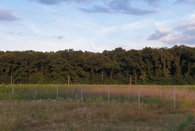 TEREN CONSTRUCTII-INTRAVILLAN-SUPERB-SNAGOV-PADURE-UTILITATI-PROIECT - 5