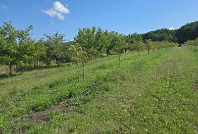 Teren de 7353 mp, în Almașu Mic - 1