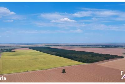 Spațiu comercial, în Frumușani - 4
