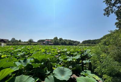 Teren de Vis pe malul lacului Snagov / 4000 mp in inima Naturii /40 m deschidere - 2
