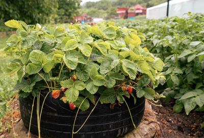 Teren agricol intravilan de 7603 mp, în Delenii - 10