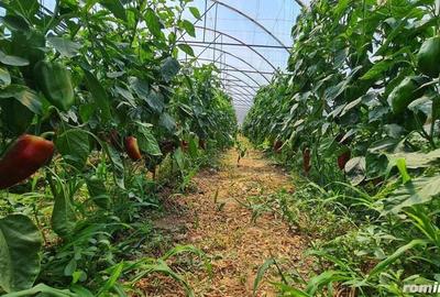 Investitie sigura! Vanzare ferma de legume care merge in plin! - 4