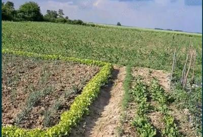 Teren de 6471 mp, în Obad - 2