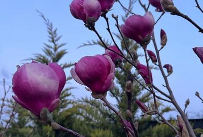 Casă cu 5 camere cu Teren 750 Mp în 1 Decembrie - 1