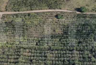 Teren de 1000 mp, în Bună Ziua