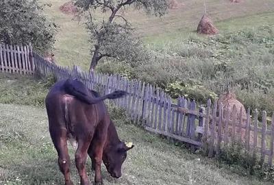 Casă cu 4 camere cu Teren 60000 Mp în Central - 3