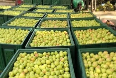 Afacere la cheie-FERMĂ POMICOLA - 4