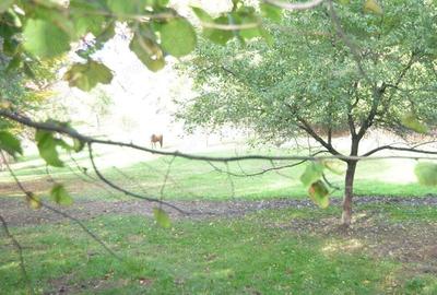 Teren intravilan Brasov-Schei Teren intravilan Brasov-Schei - 1