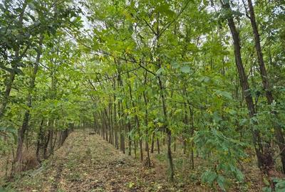 Casă cu 4 camere cu Teren 3682 Mp în Radu Vodă - 2