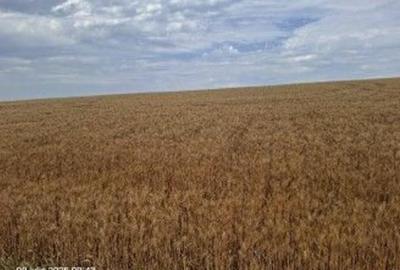 Teren Extravilan Pribesti, ID: R2774827 - 2