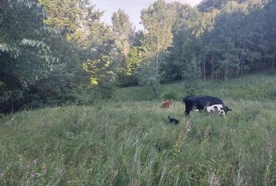 Casă cu Teren 1800 Mp în Anini - 7