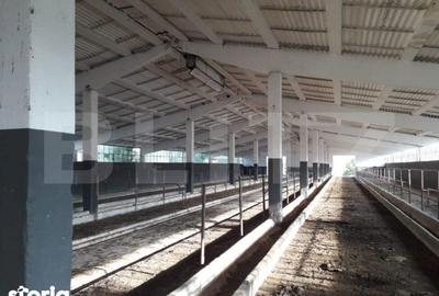 Teren de 950000 mp, în Iosefin - 9