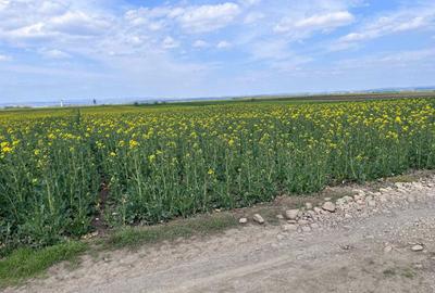 Spațiu comercial, în Bogata - 7