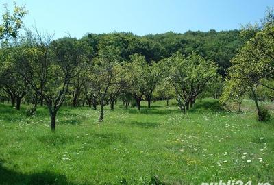 Teren de 7827 mp, în Bălilești - 3