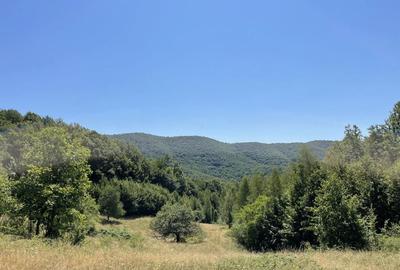 Teren de 45809 mp, în Mădrigești - 9