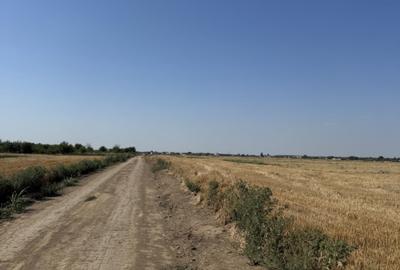 Teren agricol extravilan de 10000 mp, în Dragomirești-Vale - 3