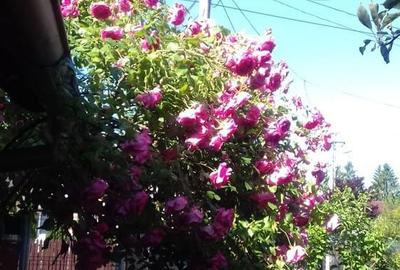 Casă cu 3 camere în Câmpina - 8