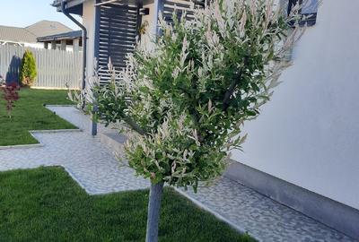 Casă individuală cu 3 camere cu Teren 529 Mp în Tărtășești - 1