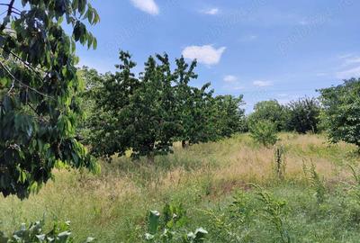 Casă cu 5 camere în Podgoria - 3