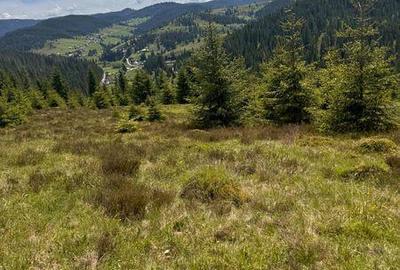 Teren de 9700 mp, în Beliș - 2