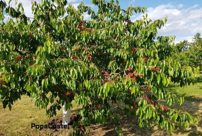 Teren Construcții intravilan de 4648 mp, în Petrești - 6