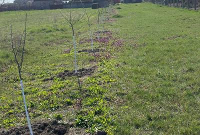 Casă în Fughiu - 5