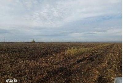 Teren de 5000 mp, în Lunca - 10