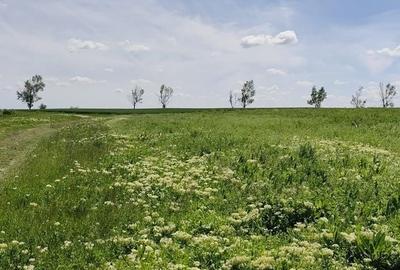 Loturi Teren Intravilan, Vedere la Lac - Frumusani - 6