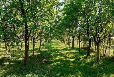 Casă cu 4 camere în Rușii-Munți - 7