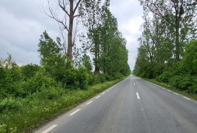 Teren agricol intravilan de 5000 mp, în Siliștea Snagovului